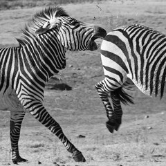Fototapeta na wymiar Hartmanns Berg Zebras in Aktion 237 sw