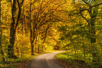 Dirt road through colourful forest in autumn in the golden light of the setting sun, Müritz National Park, Germany
