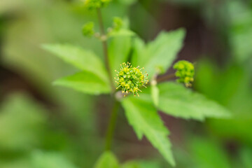 Clustered Black Snakeroot Flowers in Springtime