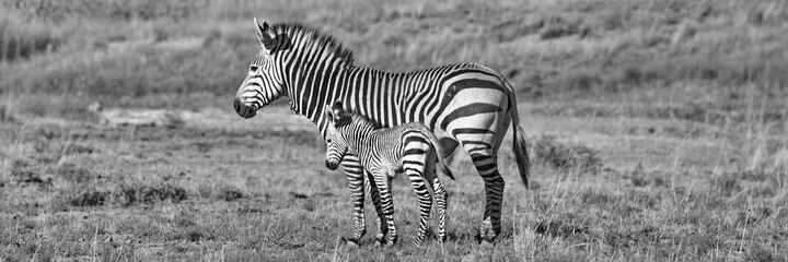 Fototapeta na wymiar Hartmanns Berg Zebra Mutter mit Baby 6848 pano sw