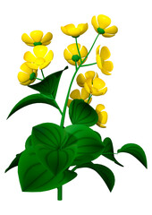 3D Rendering Buttercup Flowers on White