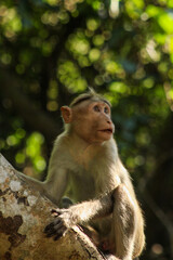 Fototapeta premium japanese macaque sitting on a branch