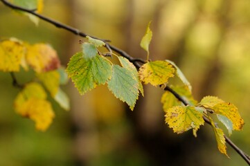 Autumn in the park, golden birch leaves in the sun. Birch branch with yellow and green leaves. Blurred background.