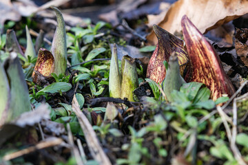 Eastern Skunk Cabbage Emerging in Winter
