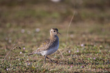 European Golden Plover, Pluvialis. The bird in its natural environment.