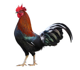 Colorful free range male rooster isolated on white background with clipping path