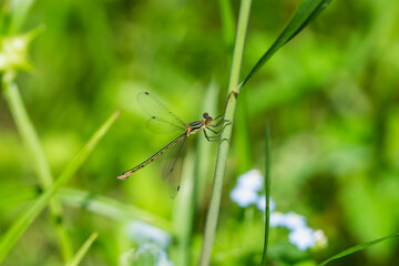 Emerald Spreadwing Damselfly in Springtime
