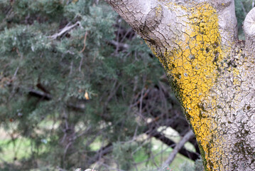 Tree trunk in the woods