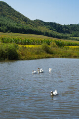 A pond in the countryside in autumn