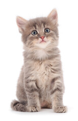 Small gray kitten.