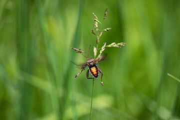 Helmeted Squash Bug in Springtime