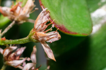 Dried crassula flowers