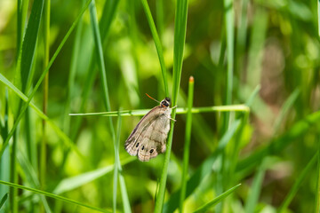 Little Wood Satyr Butterfly in Springtime