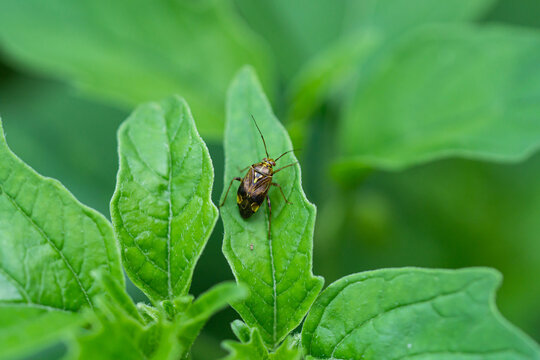 North American Tarnished Plant Bug on Leaf