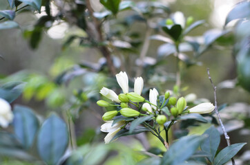 flower of Kemuning or Murraya paniculata (orange jessamine) usually planted as an ornamental plant and a hedge plant. close-up with selective focus and blurred background