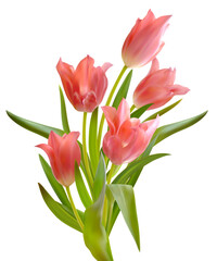 Bouquet of pink tulips isolated on white background. Composition of realistic tulip flowers. Spring floral vector illustration