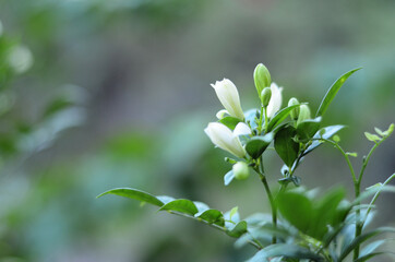 flower of Kemuning or Murraya paniculata (orange jessamine) usually planted as an ornamental plant and a hedge plant. close-up with selective focus and blurred background