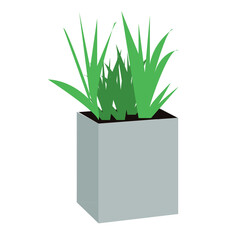 Single plant in pot, planters isolated on white. Element for card, poster, etc