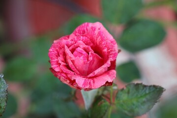Obraz premium red institution rose