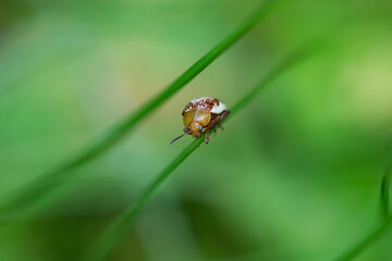 Naklejka premium Sumac Flea Beetle on Leaf