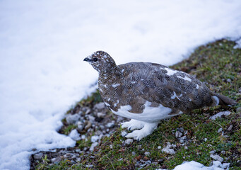 Schneehuhn im Sommerkleid, Lienzer Dolomiten