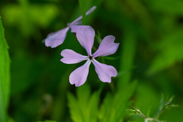 Fototapeta premium Wild Blue Phlox Flowers in Springtime