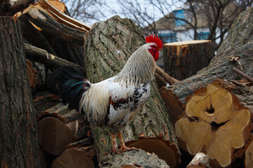 Rooster in the village on a stack of firewood. Selective focus. © Nelia