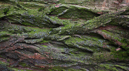 Fototapeta na wymiar Green tree bark. Tree bark background texture.Selective focus.
