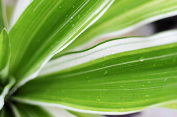 Leaves Dracaena fragrans. native throughout tropical Africa. aka striped dracaena, compact dracaena, lemon lime, and corn plant. close-up with selective focus and blurred background