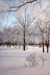 Fototapeta na wymiar winter landscape in the forest trees covered with hoarfrost blue sky sunny day