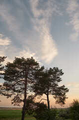 Low angle photo of pine tree forest. Evergreen spruce woods