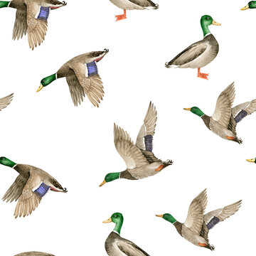 seamless pattern with birds wild ducks drake on white background, watercolor illustration hand painted