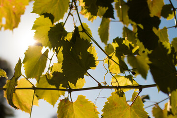 Grape vine leaves with sun beaming through