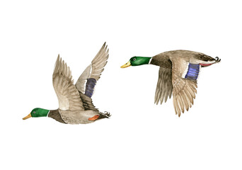 Obraz premium set of watercolor illustrations bird wild geese, hand painted