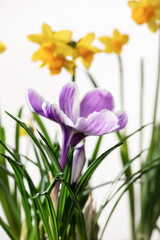 Narcissus and crocus flower isolated on white background