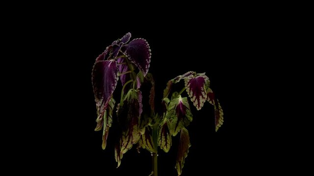 Coleus plant time-lapse going from droopy to perky. Plant perking up after being watered. Nature, life, health concept. 4k timelapse. 