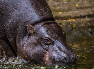 A pygmy hippo (Hexaprotodon liberiensis) standing in water. It is far smaller than the common hippopotamus and is endangered and native to West Africa