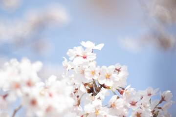 Spring