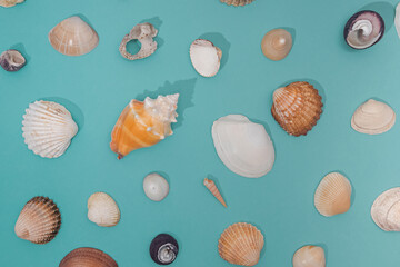 Various seashells pattern on pastel blue background