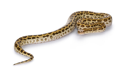 Full length Burmese Python aka Python bivittatus snake. Isolated on white background.
