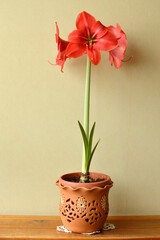 red amaryllis flower in bloom growing in the flower pot