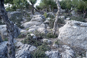 Fototapeta na wymiar Trees growing among grey rocks.