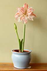 white amaryllis flower with red stripes in bloom growing in the flower pot