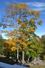 Naklejka premium autumn in the city