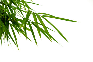 Branches of bamboo isolated on white background