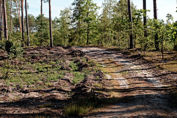 Clearcut woodland area with some pine trees left and new generation of forest (seedlings) growing on bare soil. Zatory, Poland, Europe.