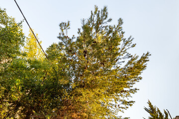 Evening  view of a large pine branch with cones grows on a tree on a quiet residential Yehuda...