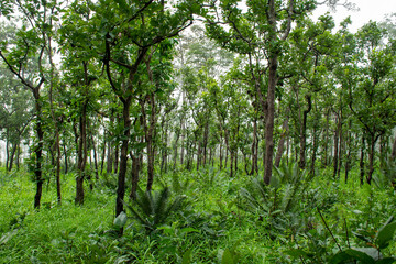 Fototapeta premium Green tree in rain forest beautiful landscape