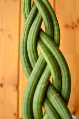 Twisted Sansevieria Cylindrica plant growing in the flower pot