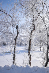 Fototapeta na wymiar Beautiful winter landscape with snow-covered trees. Blue sky and textured snow. Winter's tale.